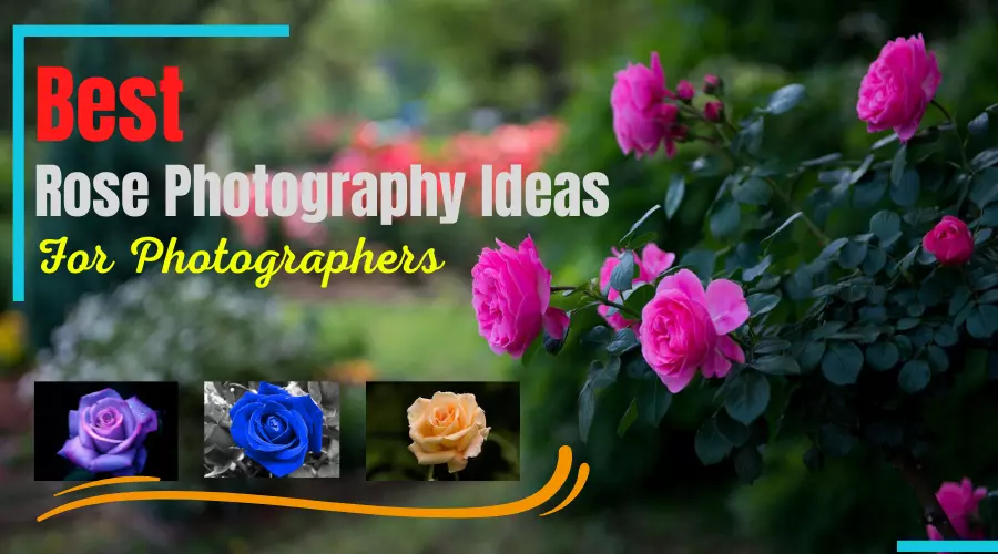Best Rose Photography Ideas for Photographers