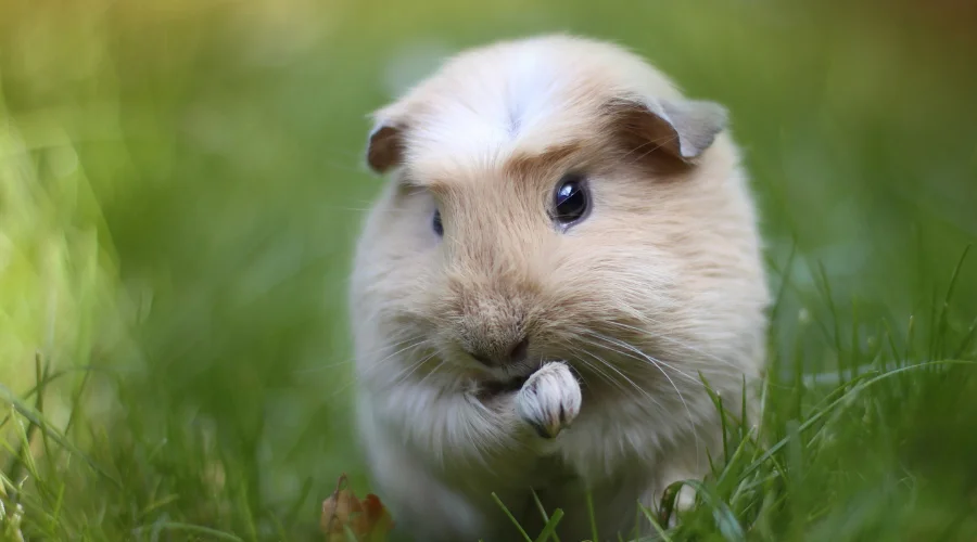 Guinea Pigs