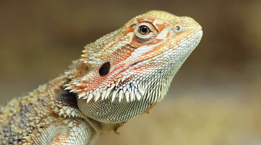 Bearded Dragons