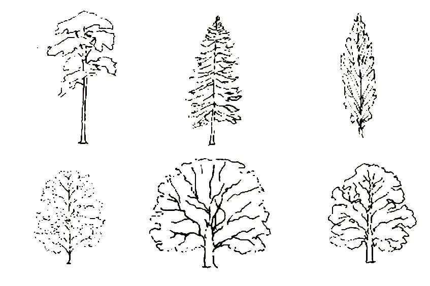 Sketch Trees, WikiLearns, Creative Drawings