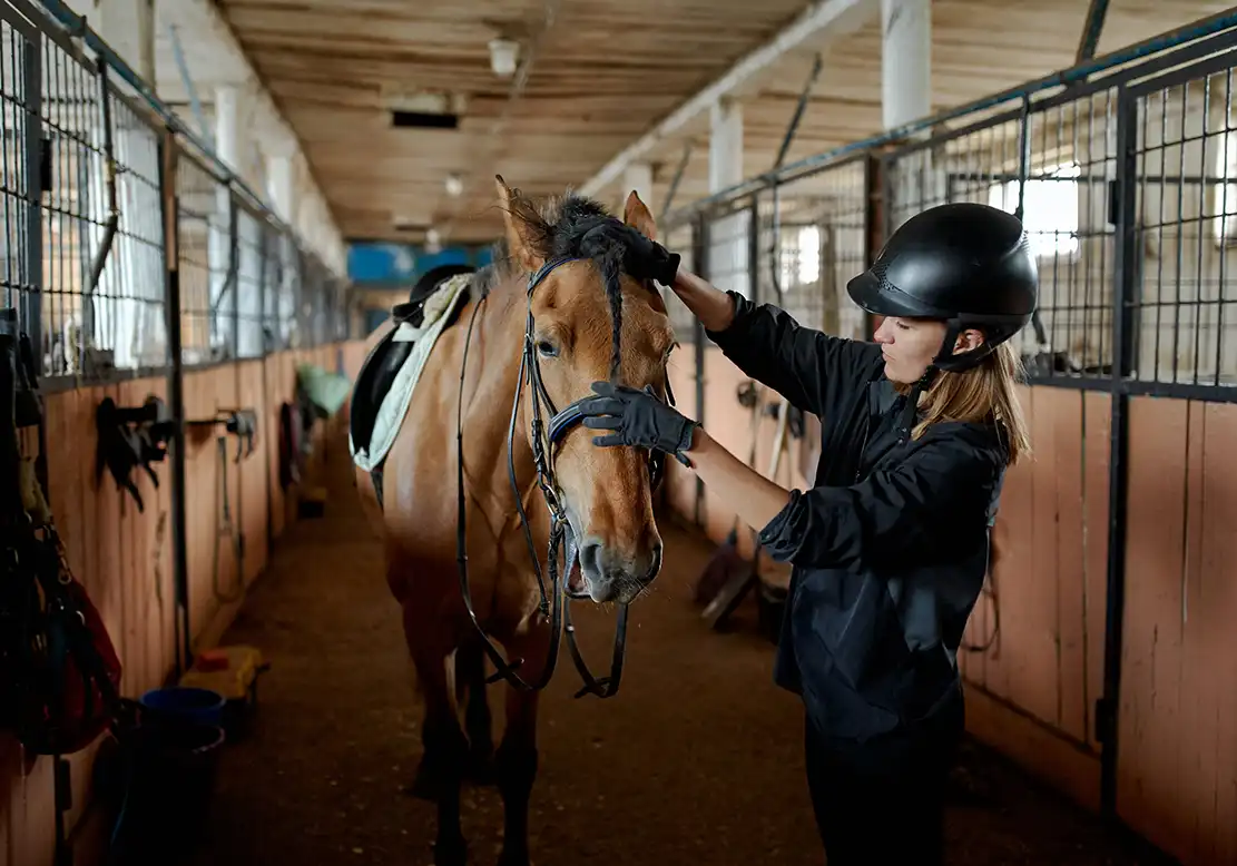 Taking Care of Horse