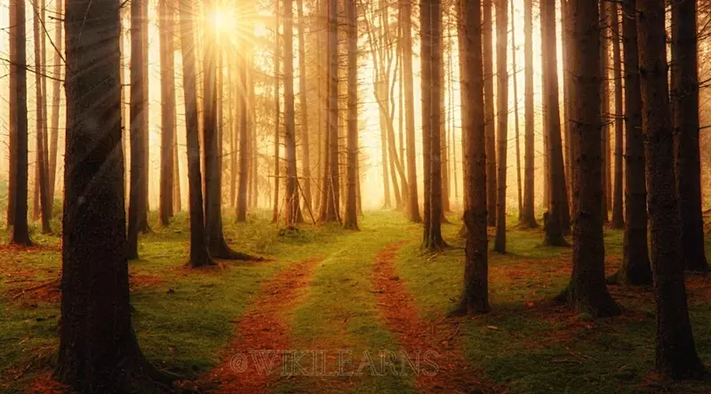 Winding Path Through Forest