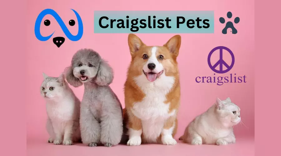 Craigslist Pets | Free Puppies Near Me